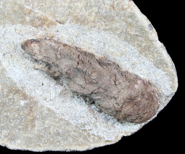 Bargain D Oligocene Aged Fossil Pine Cone - Germany #77944